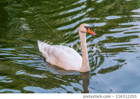 A graceful white swan swimming on a lake with dark water. The white swan is reflected in the water A graceful white swan swimming on a lake with dark water. The white swan is reflected in the water 116312203