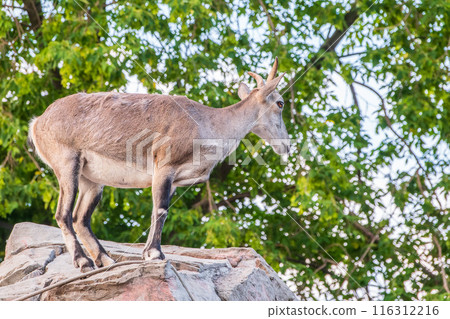 Bharal or Himalayan blue sheep or naur (Pseudois nayaur), female 116312216