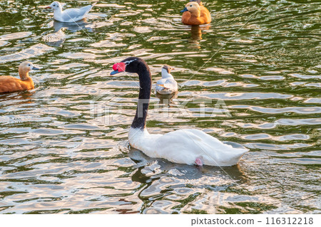 The black-necked swan, Cygnus melancoryphus, is a swan that is the largest waterfowl native to South America. The body plumage is white with a black neck and head and greyish bill The black-necked swan, Cygnus melancoryphus, is a swan that is the largest waterfowl native to South America. The body plumage is white with a black neck and head and greyish bill 116312218