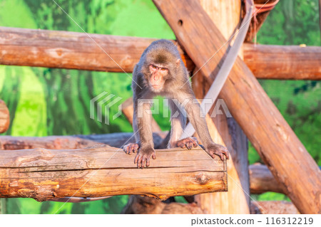 Japanese macaque walks on a wooden log 116312219
