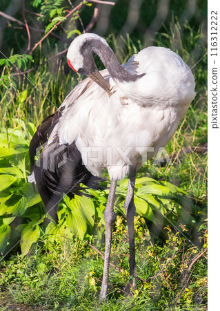 Red-crowned crane (Grus japonensis), also known as the Japanese crane or Manchurian crane. Red-crowned crane (Grus japonensis), also known as the Japanese crane or Manchurian crane. 116312222