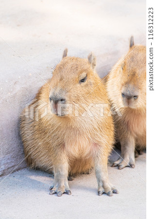 Three capybara in the park 116312223