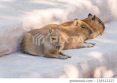 Three capybara in the park 116312227