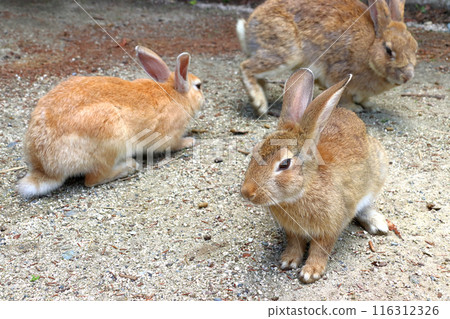 Wild rabbits on Okunoshima Island (Tadaumi-cho, Takehara City, Hiroshima Prefecture) 116312326