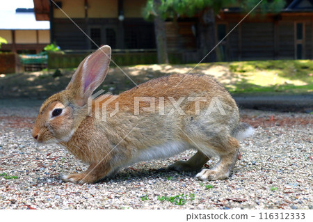 Wild rabbits on Okunoshima Island (Tadaumi-cho, Takehara City, Hiroshima Prefecture) Wild rabbits on Okunoshima Island (Tadaumi-cho, Takehara City, Hiroshima Prefecture) 116312333