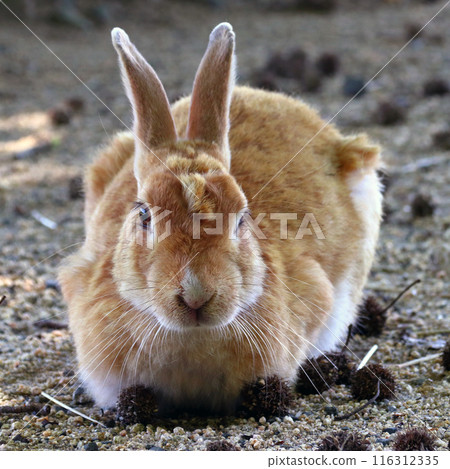 大久野島的野兔（廣島縣竹原市忠海町） 116312335