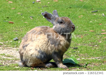Wild rabbits on Okunoshima Island (Tadaumi-cho, Takehara City, Hiroshima Prefecture) 116312341