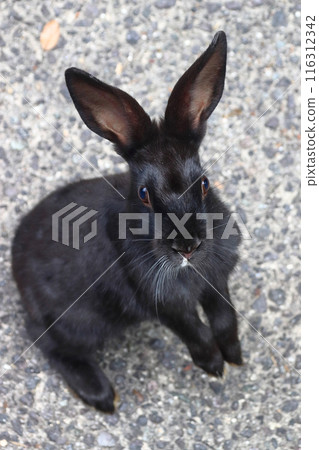 Wild rabbits on Okunoshima Island (Tadaumi-cho, Takehara City, Hiroshima Prefecture) 116312342