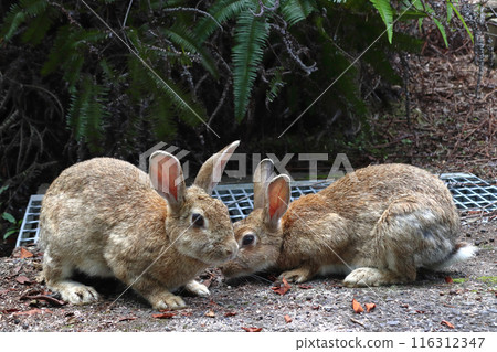 Wild rabbits on Okunoshima Island (Tadaumi-cho, Takehara City, Hiroshima Prefecture) 116312347