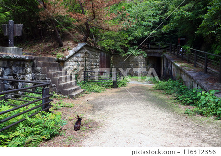 Okunoshima: Wild rabbits at the ruins of the northern battery (Tadaumi-cho, Takehara City, Hiroshima Prefecture) 116312356