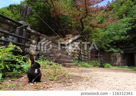 Okunoshima: Wild rabbits at the ruins of the northern battery (Tadaumi-cho, Takehara City, Hiroshima Prefecture) 116312361