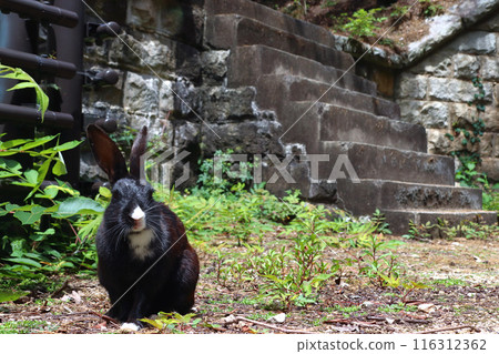 Okunoshima: Wild rabbits at the ruins of the northern battery (Tadaumi-cho, Takehara City, Hiroshima Prefecture) Okunoshima: Wild rabbits at the ruins of the northern battery (Tadaumi-cho, Takehara City, Hiroshima Prefecture) 116312362