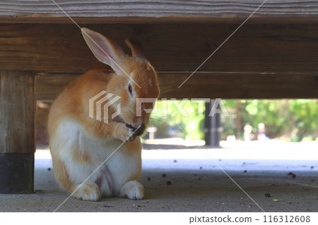 Okunoshima rabbits taking shelter under the eaves during the intense heat (Tadaumi-cho, Takehara City, Hiroshima Prefecture) 116312608