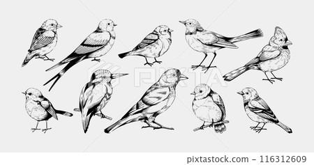 Vintage birds. Flying animals sketch. Robin cardinal and pigeon. Hand drawn line sparrow. Black lark or bluebird. Engraving forest birdies. Swallow wings. Vector outline songbirds set 116312609