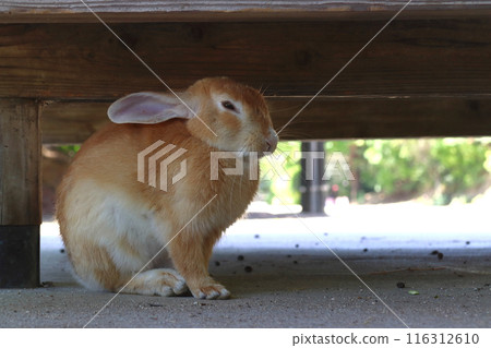 Okunoshima rabbits taking shelter under the eaves during the intense heat (Tadaumi-cho, Takehara City, Hiroshima Prefecture) 116312610