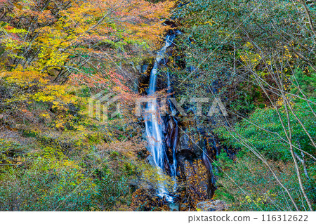 紅葉染紅的山梨西澤溪谷 大久保瀑布 116312622