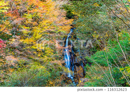 紅葉染紅的山梨西澤溪谷 大久保瀑布 116312623
