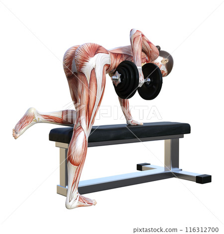 Human body model Muscle anatomy diagram 3D illustration of a human anatomy woman doing dumbbell rows Full body back view Facing backwards 116312700