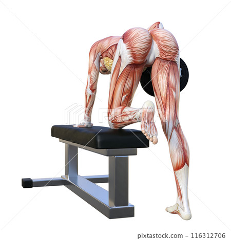 人體模型 肌肉解剖圖 人體解剖女性做啞鈴划船的 3D 插圖 全身 後視圖 面朝後方 116312706