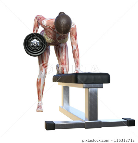 Human body model Muscle anatomy diagram 3D illustration of a female human anatomy doing dumbbell rows Full body front Facing forward 116312712
