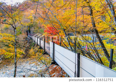 山梨縣、紅葉染紅的西澤溪谷、二俁吊橋 山梨縣、紅葉染紅的西澤溪谷、二俁吊橋 116312751