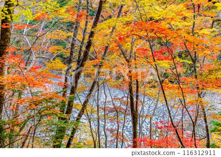 Yamanashi: Nishizawa Valley dyed in autumn leaves Yamanashi: Nishizawa Valley dyed in autumn leaves 116312911