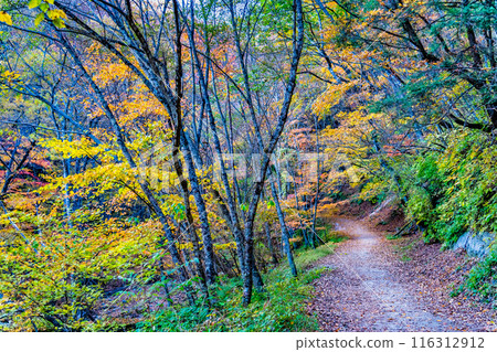 Yamanashi: Nishizawa Valley dyed in autumn leaves Yamanashi: Nishizawa Valley dyed in autumn leaves 116312912