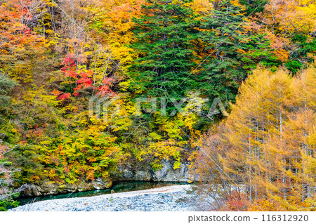 Yamanashi: Nishizawa Valley dyed in autumn leaves 116312920