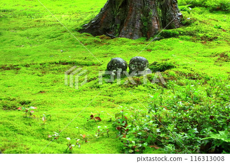 Children's Jizo at Sanzenin Temple in Ohara, Kyoto Children's Jizo at Sanzenin Temple in Ohara, Kyoto 116313008