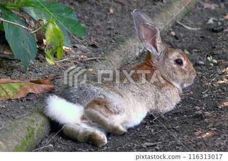 躺著的大久野島野兔(廣島縣竹原市只見町) 躺著的大久野島野兔(廣島縣竹原市只見町) 116313017