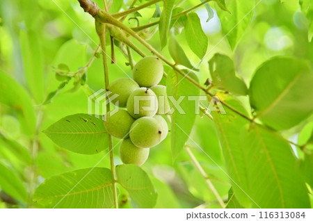 Green oak nuts Green oak nuts 116313084