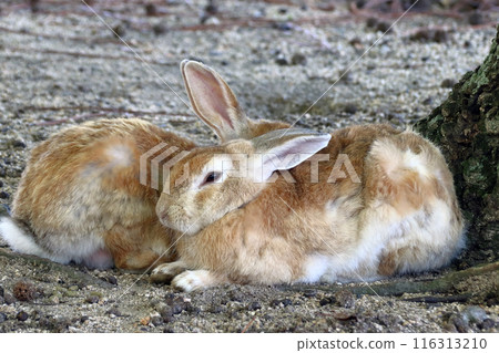 Okunoshima rabbits taking refuge in the shade of a tree during the scorching heat (Tadaumi-cho, Takehara City, Hiroshima Prefecture) 116313210