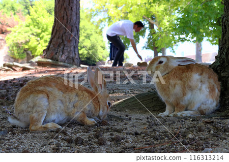 Okunoshima rabbits and tourists taking shelter in the shade of a tree during the scorching heat (Tadaumi-cho, Takehara City, Hiroshima Prefecture) Okunoshima rabbits and tourists taking shelter in the shade of a tree during the scorching heat (Tadaumi-cho, Takehara City, Hiroshima Prefecture) 116313214