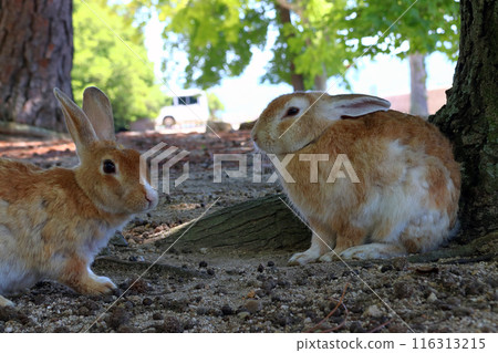 大久野島兔子因酷熱而躲在樹蔭下(廣島縣竹原市只見町) 大久野島兔子因酷熱而躲在樹蔭下(廣島縣竹原市只見町) 116313215