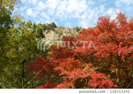 岐阜縣川邊町、富山和秋葉 岐阜縣川邊町、富山和秋葉 116313241
