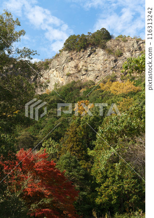 岐阜縣川邊町、富山和秋葉 116313242