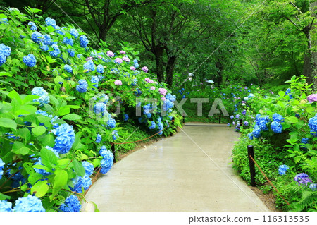 Hydrangea Garden at Sanzen-in Temple in Ohara, Kyoto Hydrangea Garden at Sanzen-in Temple in Ohara, Kyoto 116313535