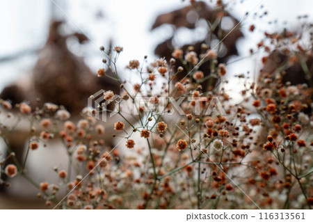 復古橙色滿天星星②（天然貨店形象） 116313561