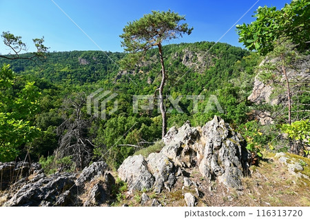 Beautiful nature with forest and rocks in the Jihlava river valley. Landscape on a summer day Czech Republic - Europe. 116313720