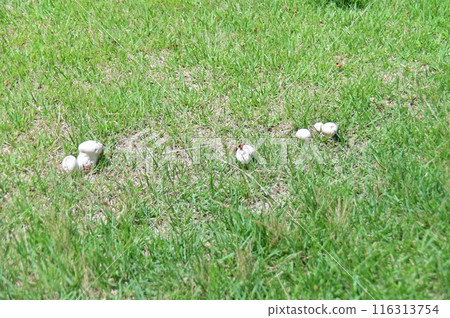 公園草坪上排列著白色的塵菇 公園草坪上排列著白色的塵菇 116313754