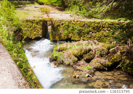 Clear flowing stream [Samegai Gorge] 116313795