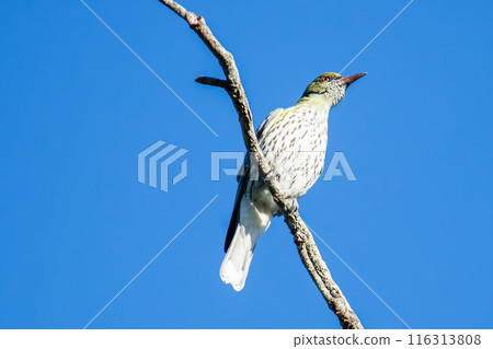 Olive-backed oriole also called Oriolus sagittatus Olive-backed oriole also called Oriolus sagittatus 116313808