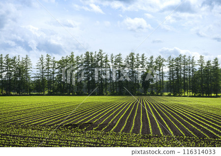 北海道十勝平原 116314033