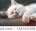 可愛的小貓在午睡 116314108