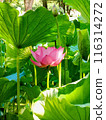 Lotus flower  116314272
