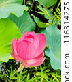 Lotus flower 116314275
