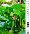 Lotus flower 116314277