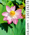 Lotus flower 116314278
