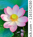 Lotus flower 116314280