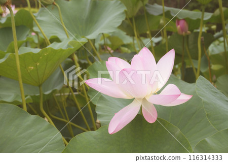 千葉公園的Oga蓮花 千葉公園的Oga蓮花 116314333